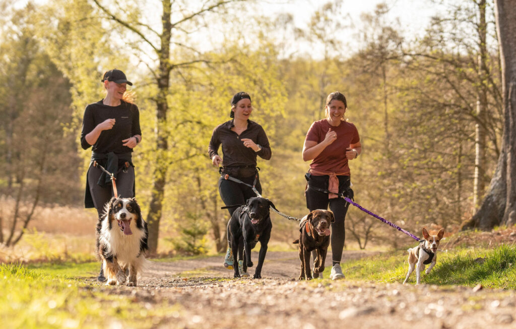 Løb med hund i fællesskab