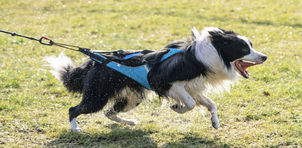 Canicross border collie